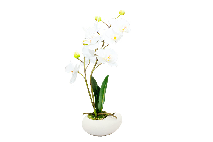 Small and Premium Real-Touch Orchid Collection with Designer Vase